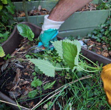 an expert removing a Nettle in our garden