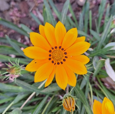 a orange Treasure Flower