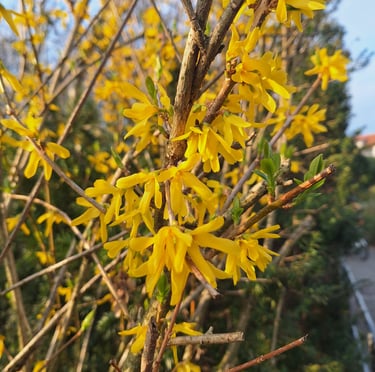 a Forsythia bush with a bunch of yellow flowers in spring