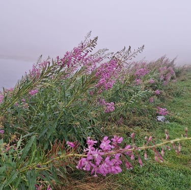 tall pink Fireweed flowers thriving in a cold, wet Alpine environment