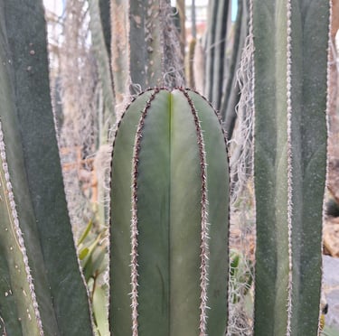 tall Lophocerus Marginatus Cactus plants