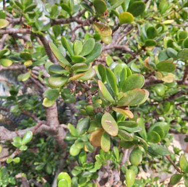 an African succulent tree called Elephasnt Bush