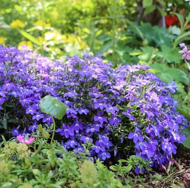 a bush with pink and purple flowering flowers called Lobelia