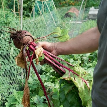 a person that is harversting a Beetroot plant