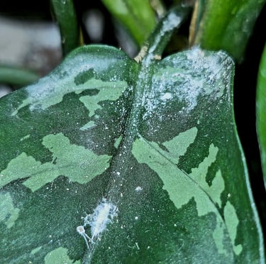 Evidence of a Mealy Bug infestation, with a visible nymp, cottony reside, h and eggs