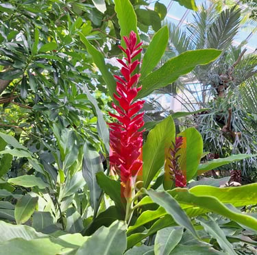 long red Asian flowers that are called Red Ginger