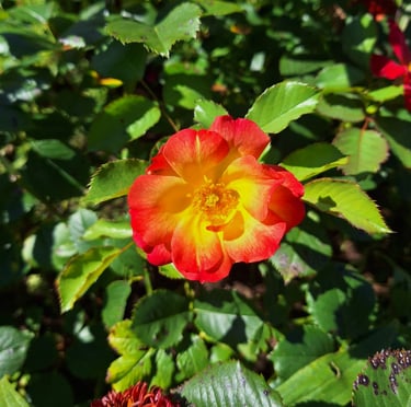 a dwarf bush with one flower in full sun