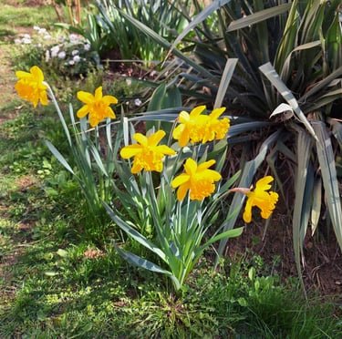 multiple blooming spring flowers