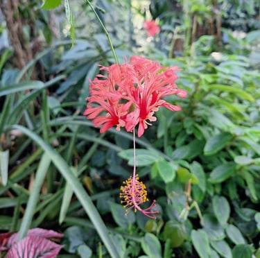 a single red flowering Coral Hibiscus