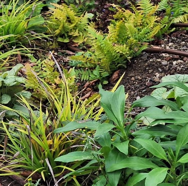 ornamental plants planted in a garden bed with no weeds