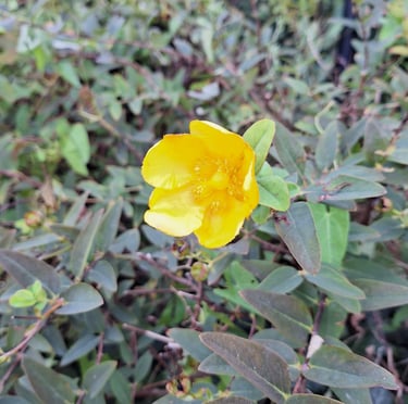 a flower at the end of a stem