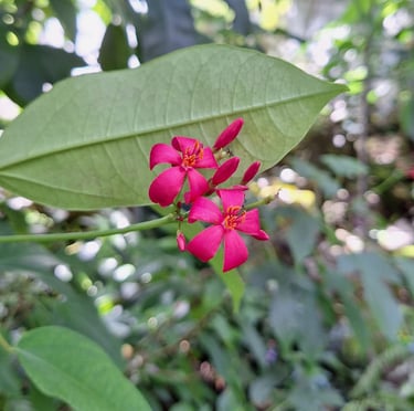 tiny red Peregrina flowers blooming on a thin stem