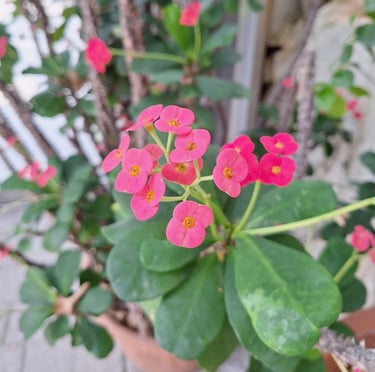 a lot of pink Himalayan Crown of Thorns flowers