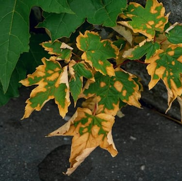 a leafy shrub with a yellow color that is dying