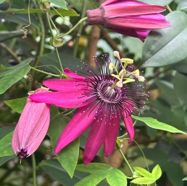 a pink flower blooming on a green bush