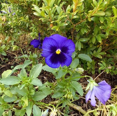 one Himalayan Hybrid Violet flower
