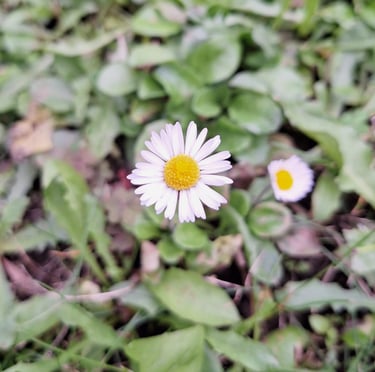 A single white-yellow flowering weed in a field