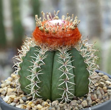 a cactus plant with a red flower and white spines
