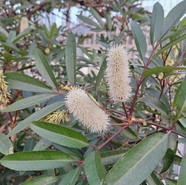 a dwarf Fothergilla shrub with two white flowers