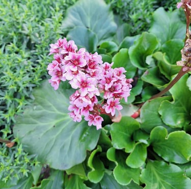 white-pink Asian Elephant Ear flowers