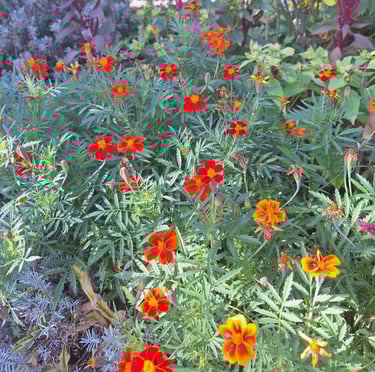 a shrub with red flowers planted well
