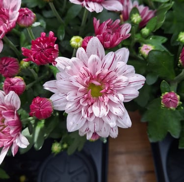 one white-pink Chrysanthemum flower in a pod