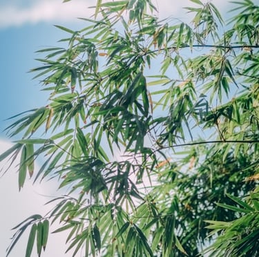 a leafy Bamboo plant as an ornamental