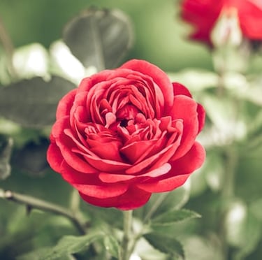 one red Knock Out Rose blooming in a sunny spot