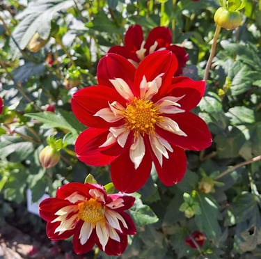 red-white Dahlias with yellow middle