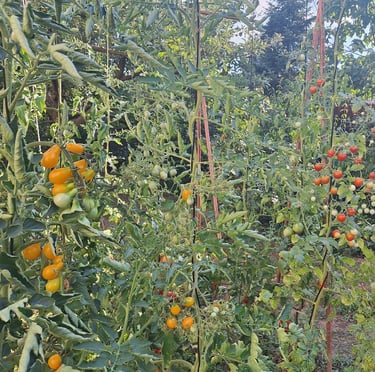 tomatoes in one of the 3 types of vegetable gardening