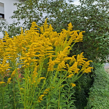 a lot of stems with tiny yellow blooms called Golden Rod