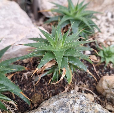 succulents growing in dry soil