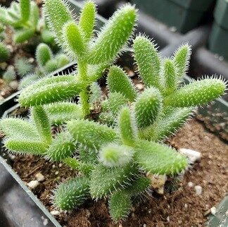 a green and small African cactus with white spines