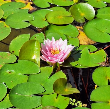 a pink water flower in a pond named Anna Epple