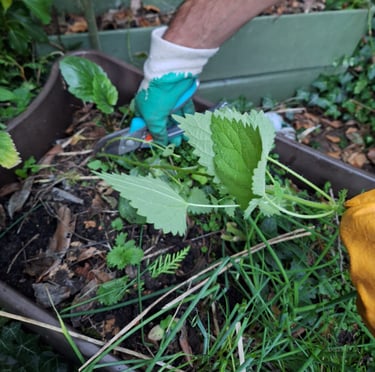a person cutting down a Nettle