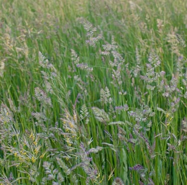 a field full of taller Bentgrass
