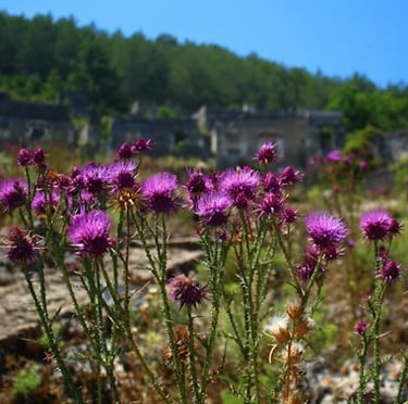 a lot of Few-leaved Thistles in a space with weeds