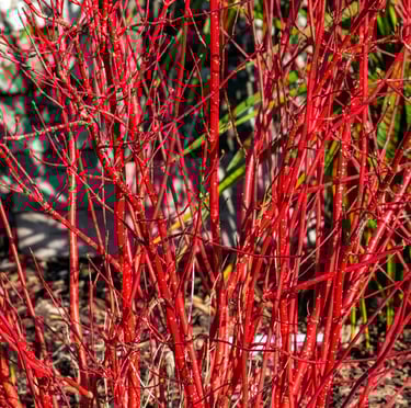 multiple red Red Twig Dogwood stems
