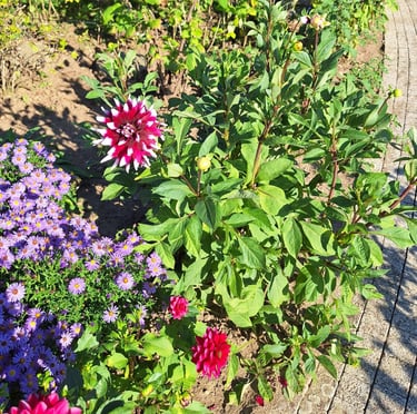 multiple flowering shrubs in a garden