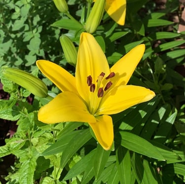 one bright yellow Dwarf Dalily flower