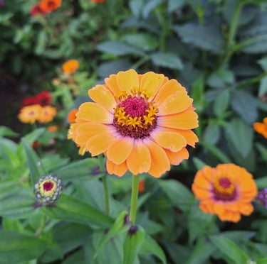 one orange Zinnia flower in a container