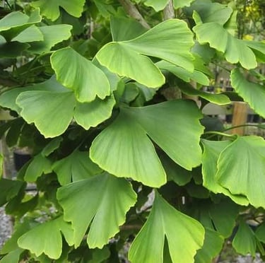 a Ginkgo Biloba tree with green leaves