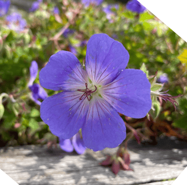 a bushy purple flower named Meadow Cranesbill