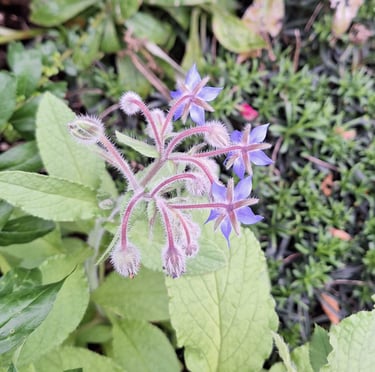 a Borage plant with purple flowersand green leaves