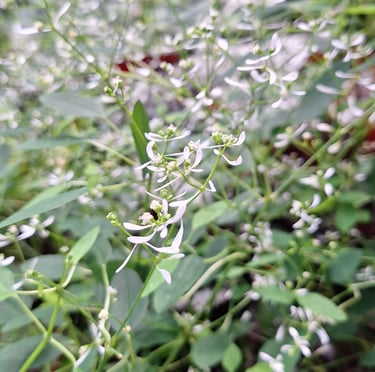 A number of bushy small flowers