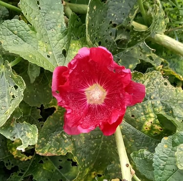 a red Hollyhock flower on a green leafy plant