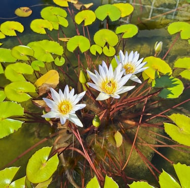three water flowers with smaller green leaves