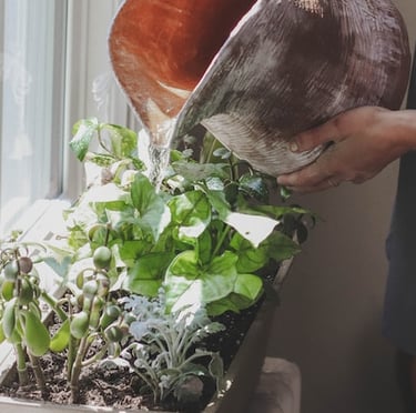 a person watering multiple herbs and plants