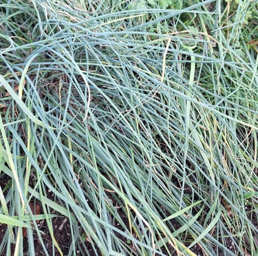 long green Chive stems