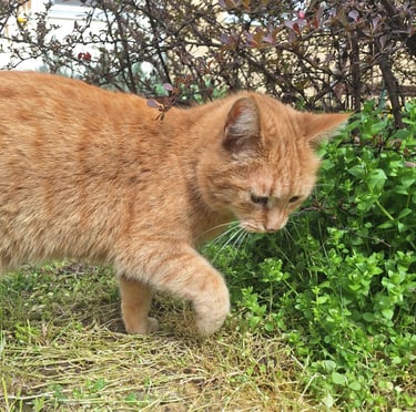 a cat in a container garden